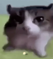 vabis